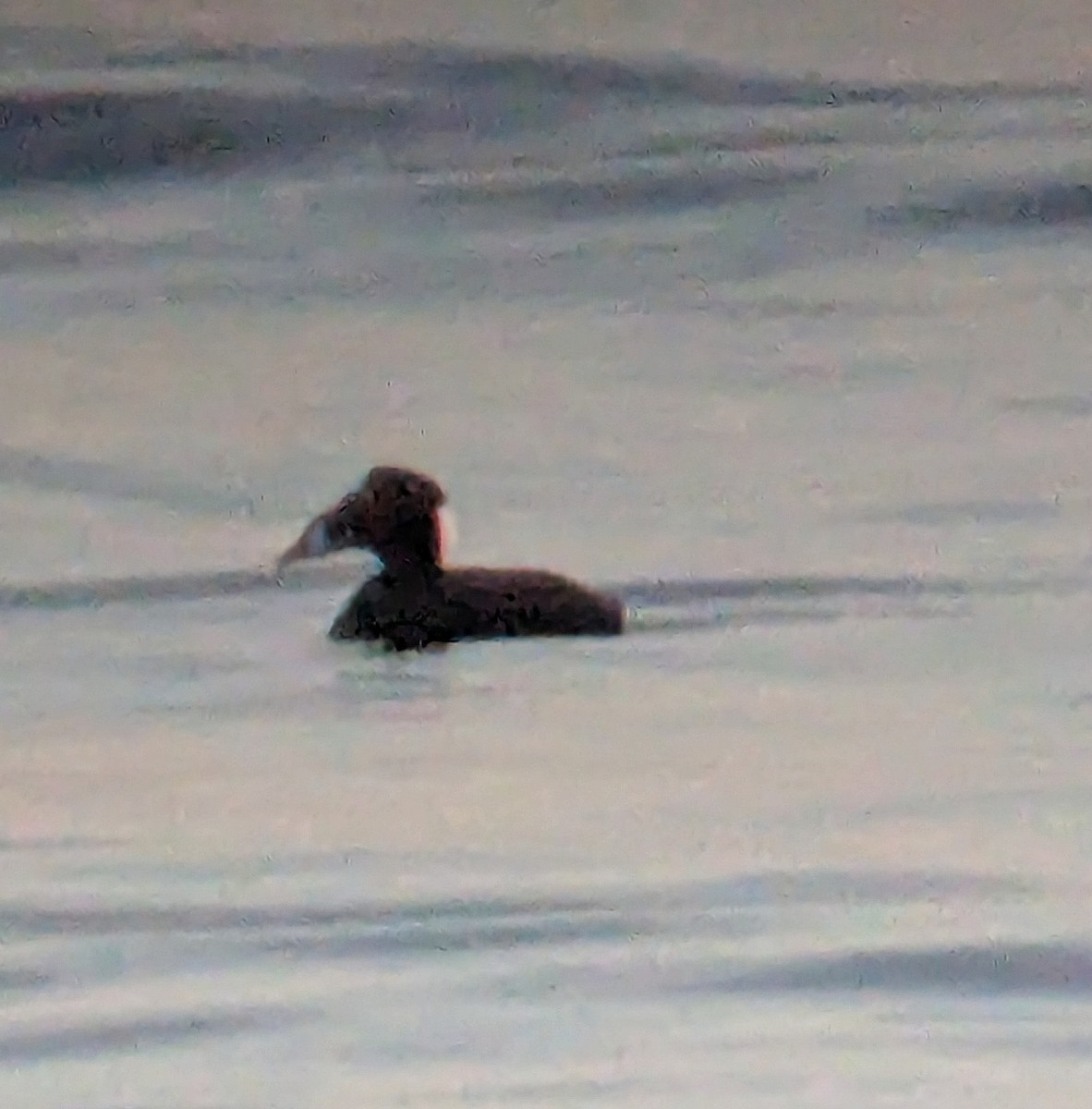 Пестроносый турпан - ML647153347