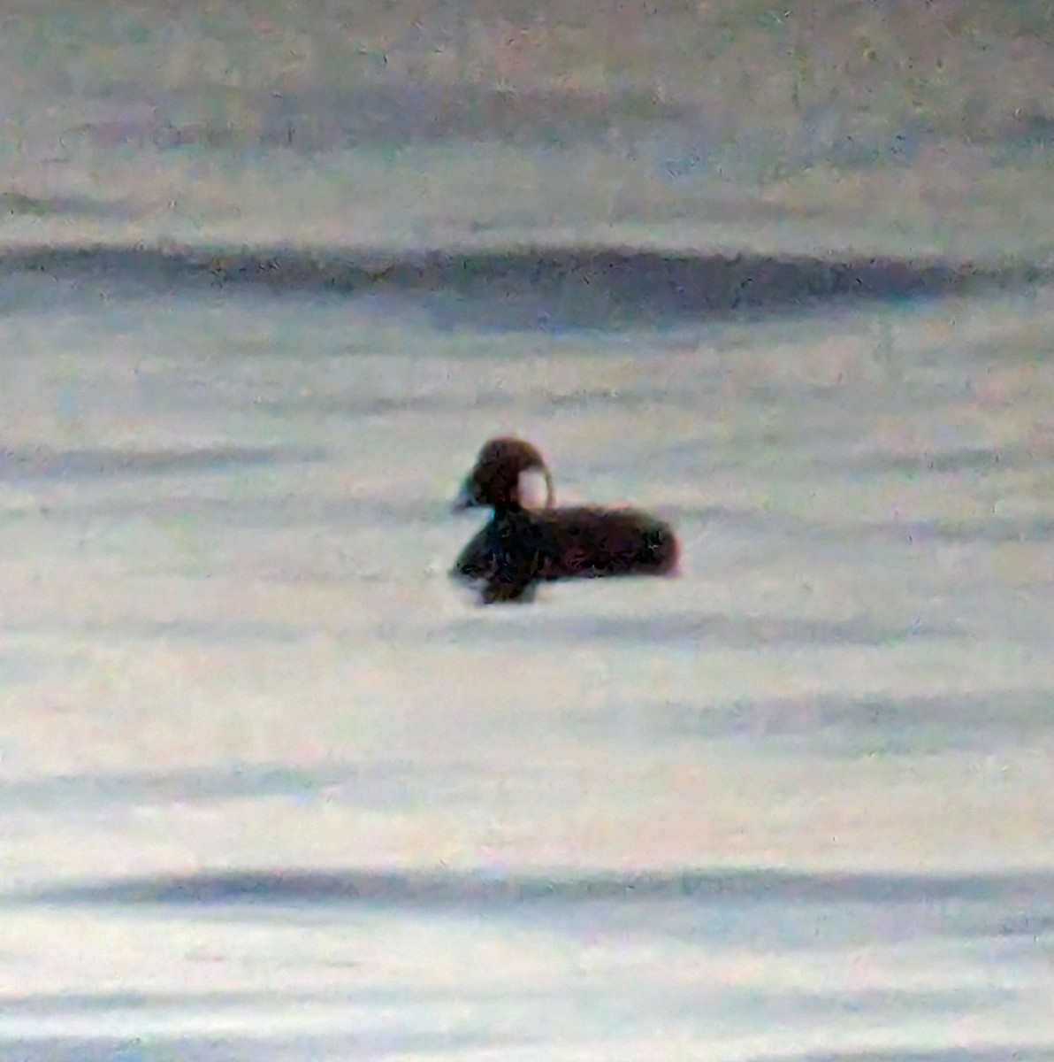 Пестроносый турпан - ML647153352