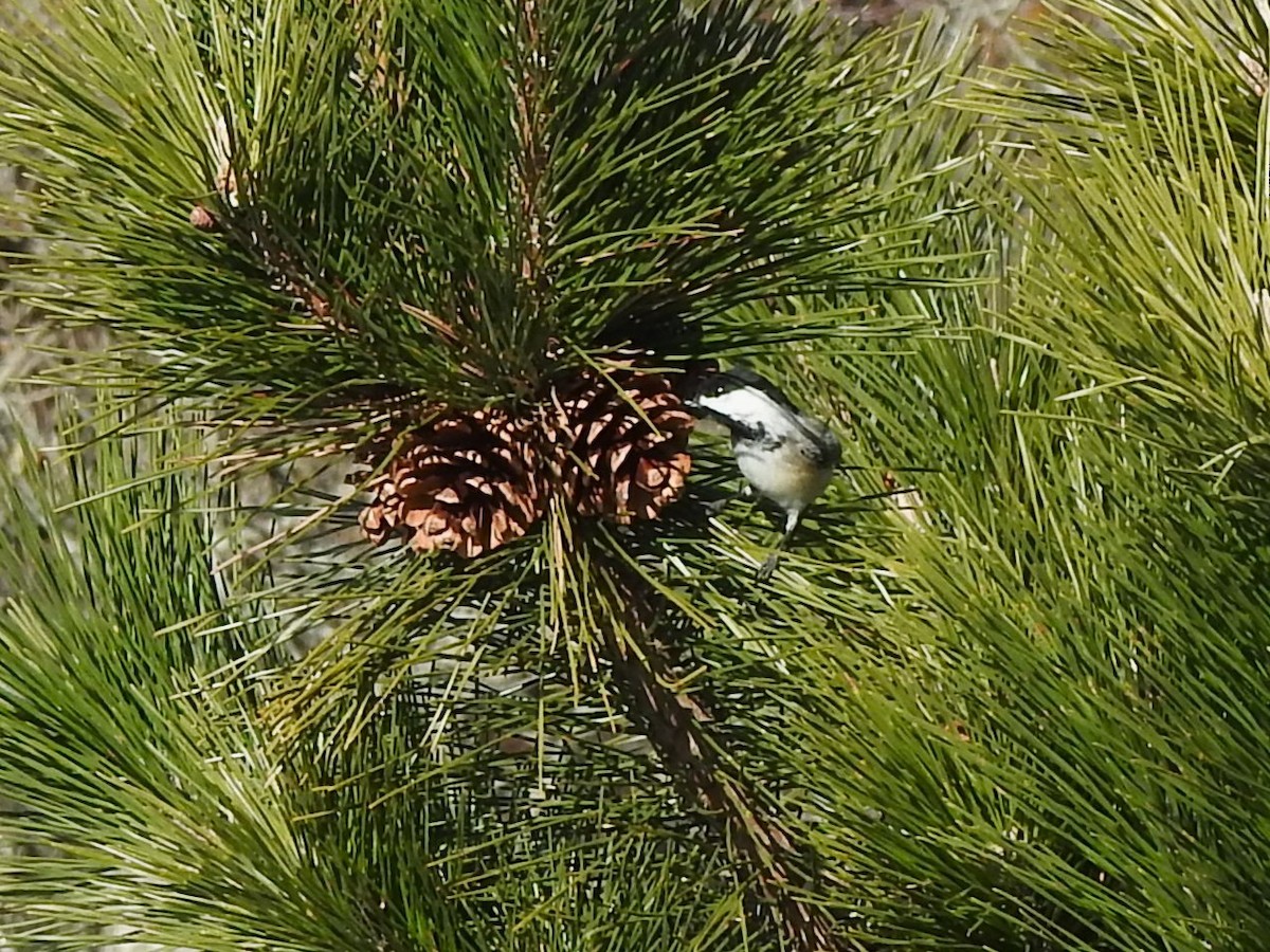 Черношапочная гаичка - ML647153353