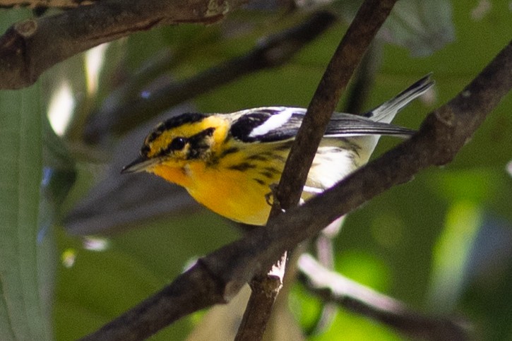 Еловая древесница - ML647153354