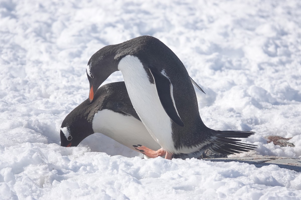 Ослиный пингвин - ML647153355