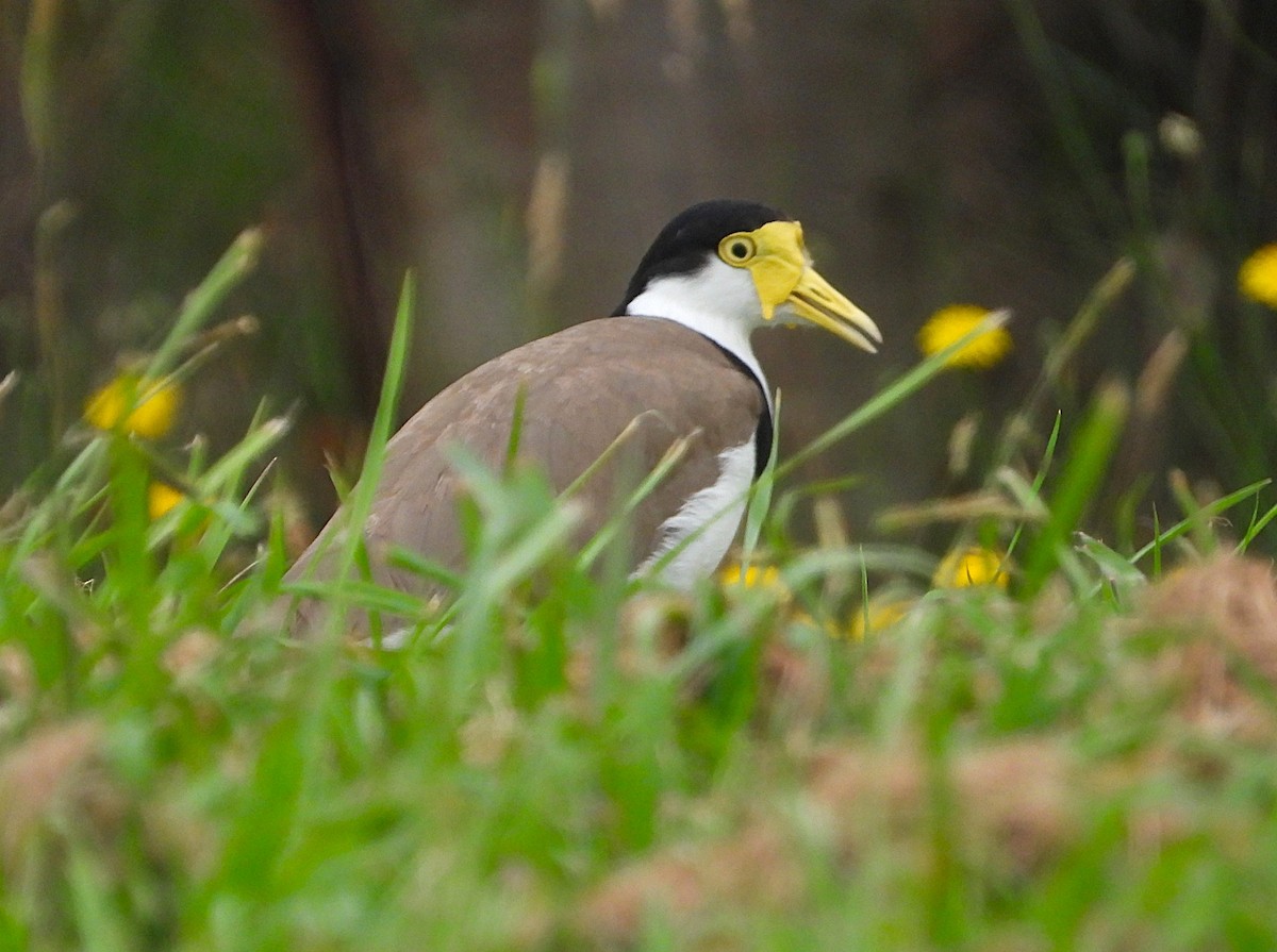 Masked Lapwing - ML647153356