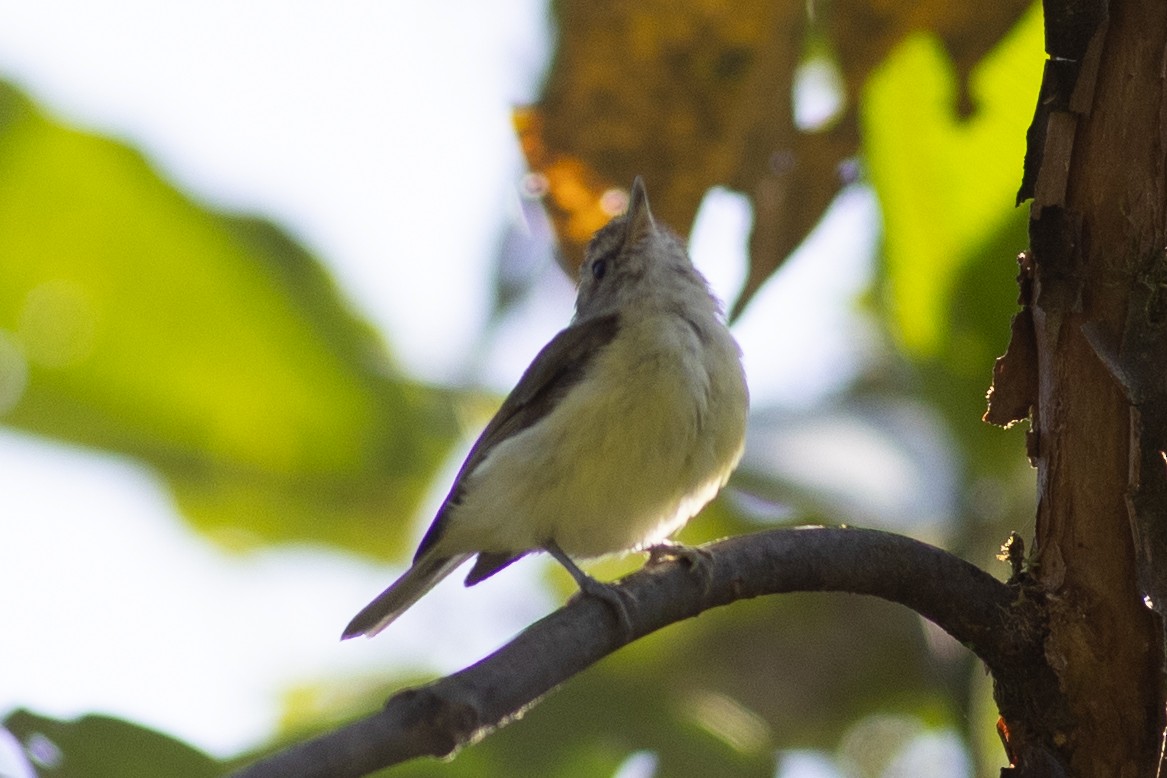 Brown-capped Vireo - ML647153359