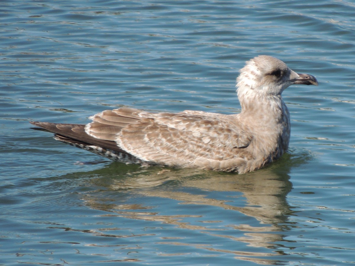 American Herring Gull - ML647153361