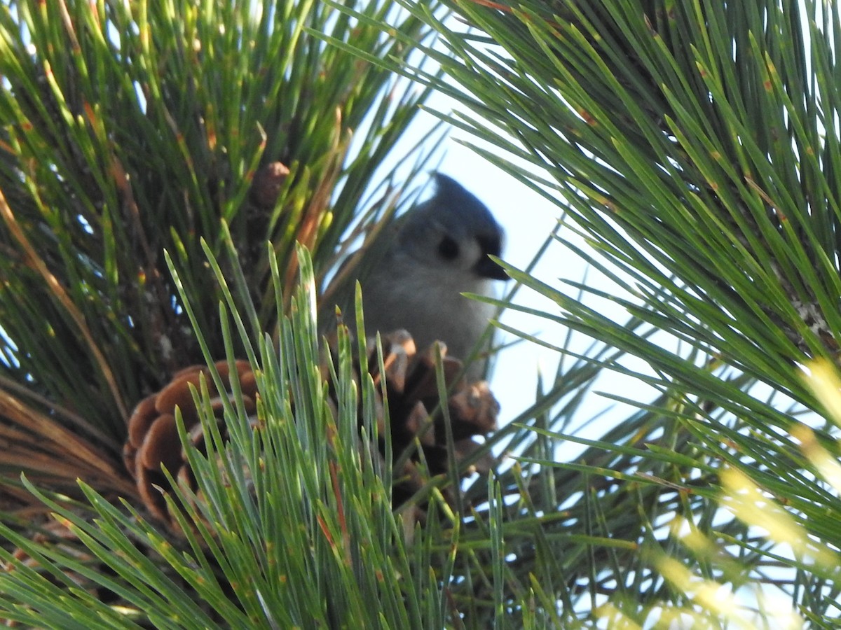 Tufted Titmouse - ML647153368