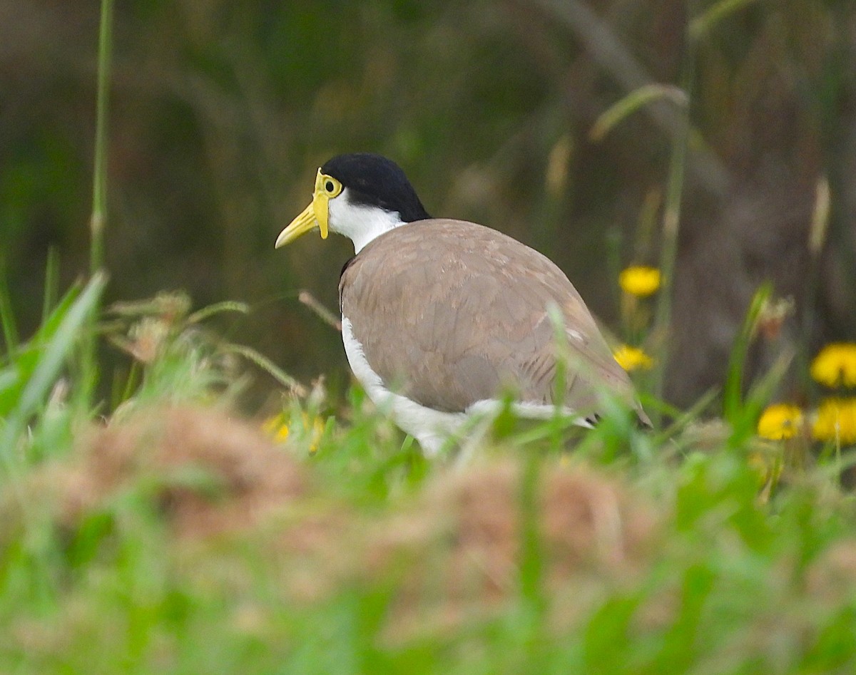Masked Lapwing - ML647153376