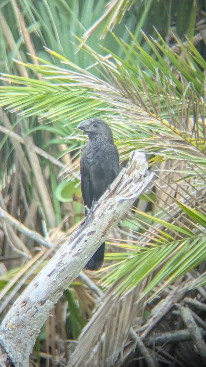 Smooth-billed Ani - ML647153378