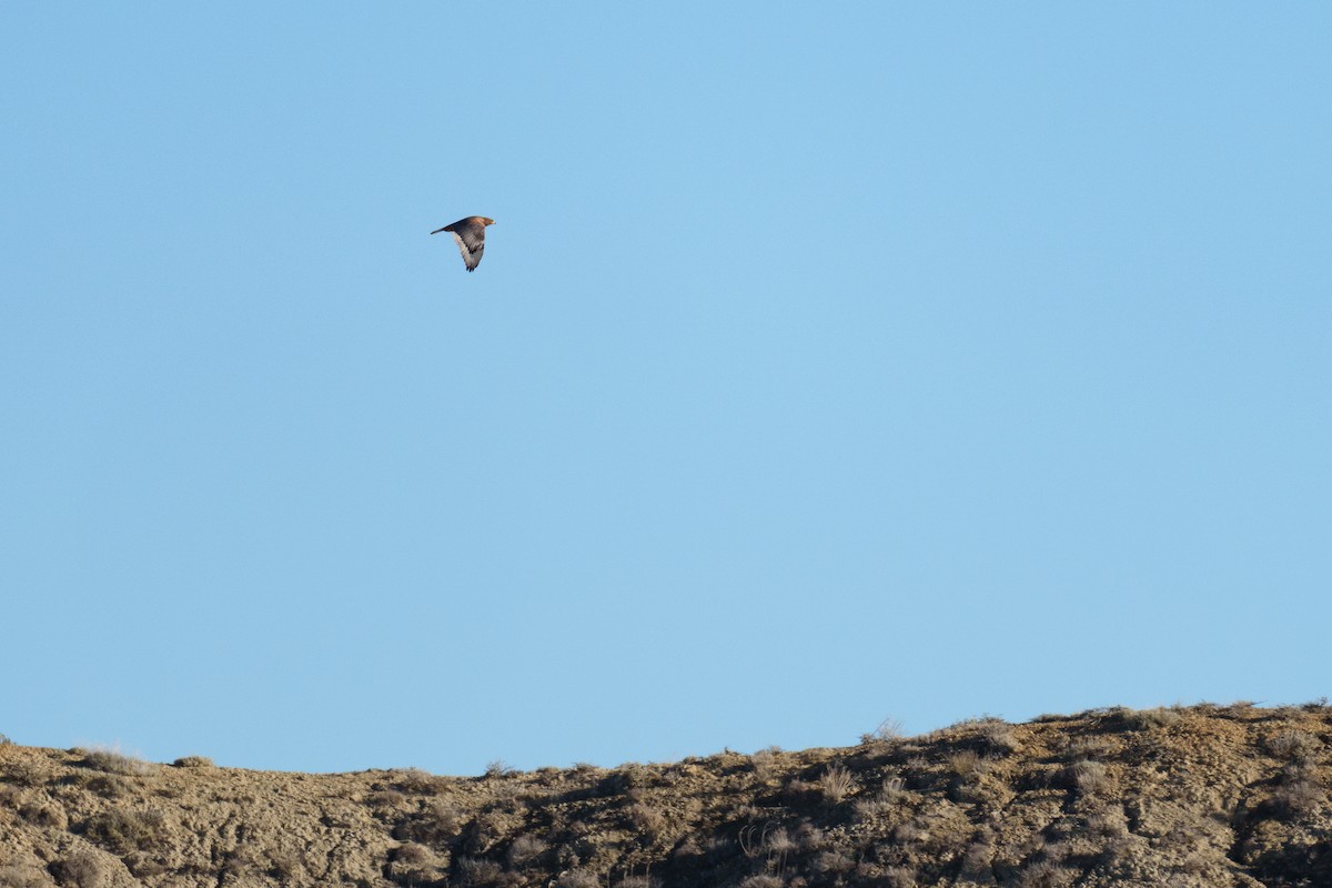 Ferruginous Hawk - ML647153381