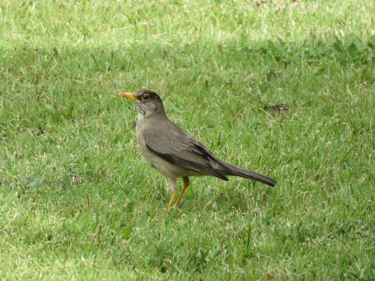 Austral Thrush - ML647153382