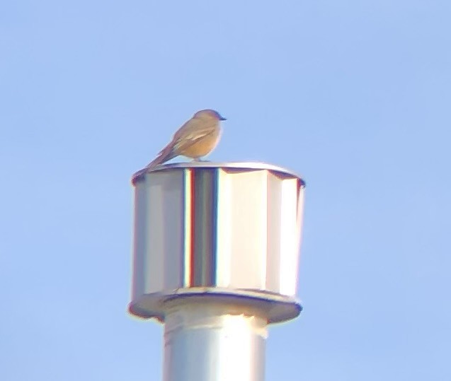 Say's Phoebe - ML647153383