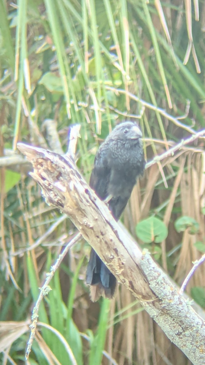 Groove-billed Ani - ML647153384