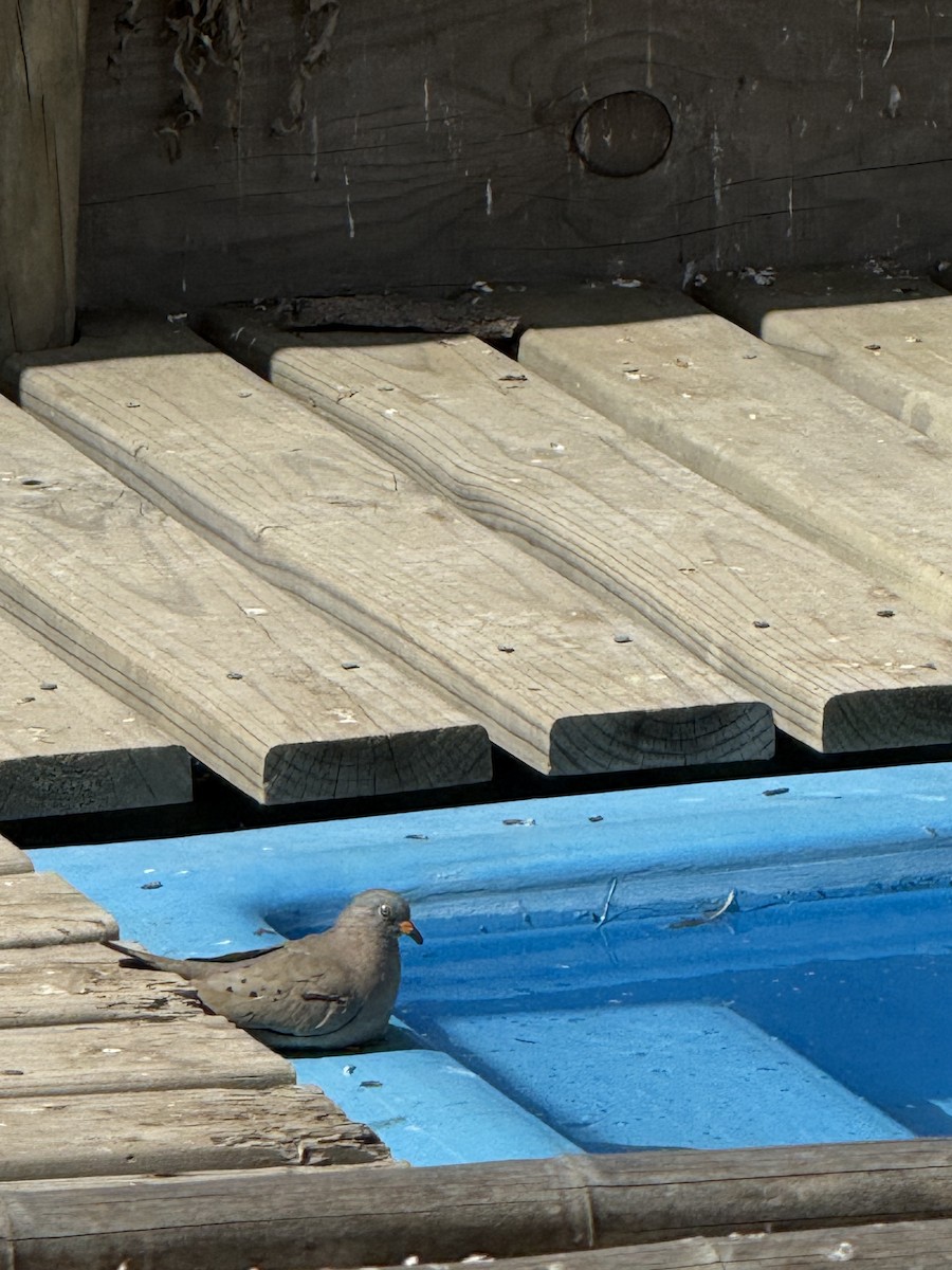 Croaking Ground Dove - ML647153385