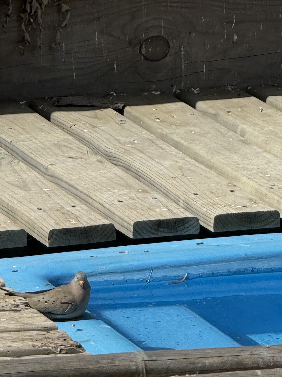 Croaking Ground Dove - ML647153386