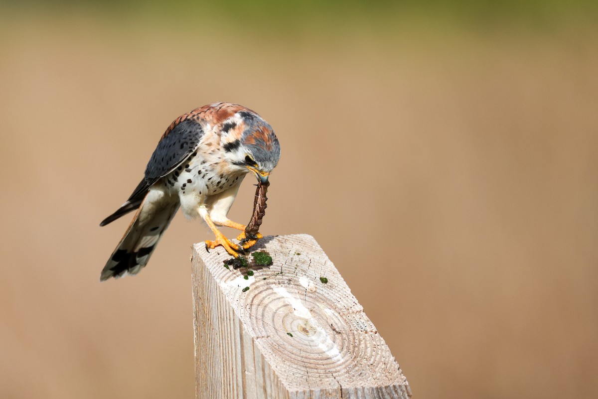 Ala Kerkenez - ML647153387