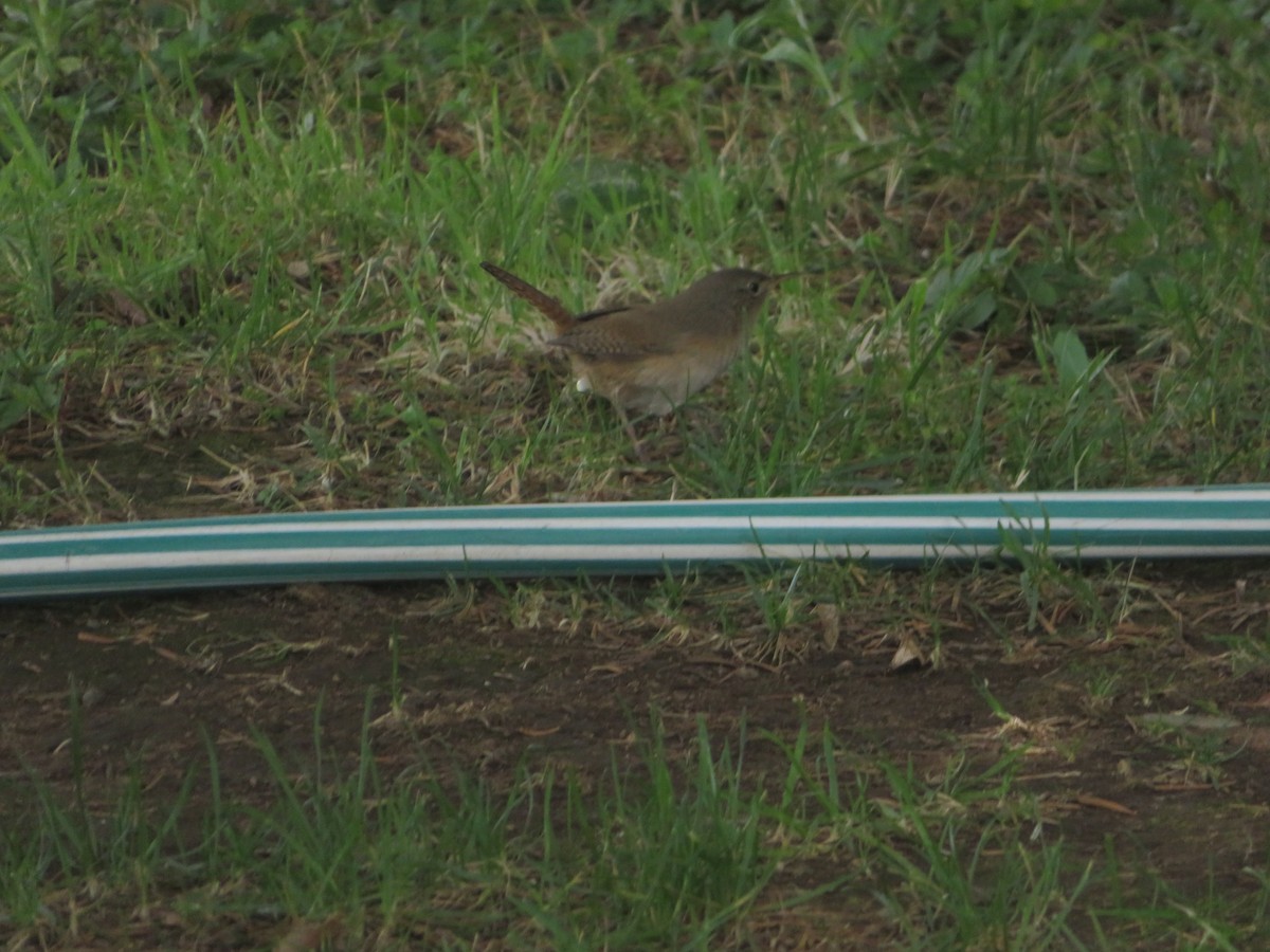 Southern House Wren - ML647153392