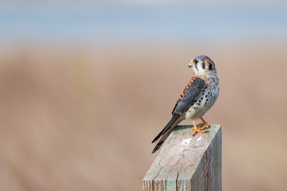 Ala Kerkenez - ML647153393