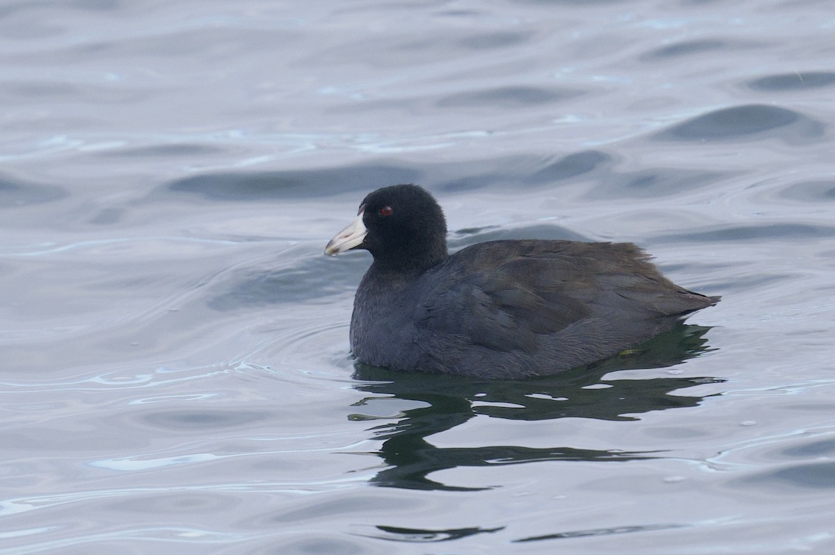 Лиска американська - ML647153394