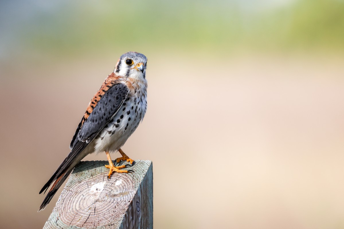 Ala Kerkenez - ML647153396