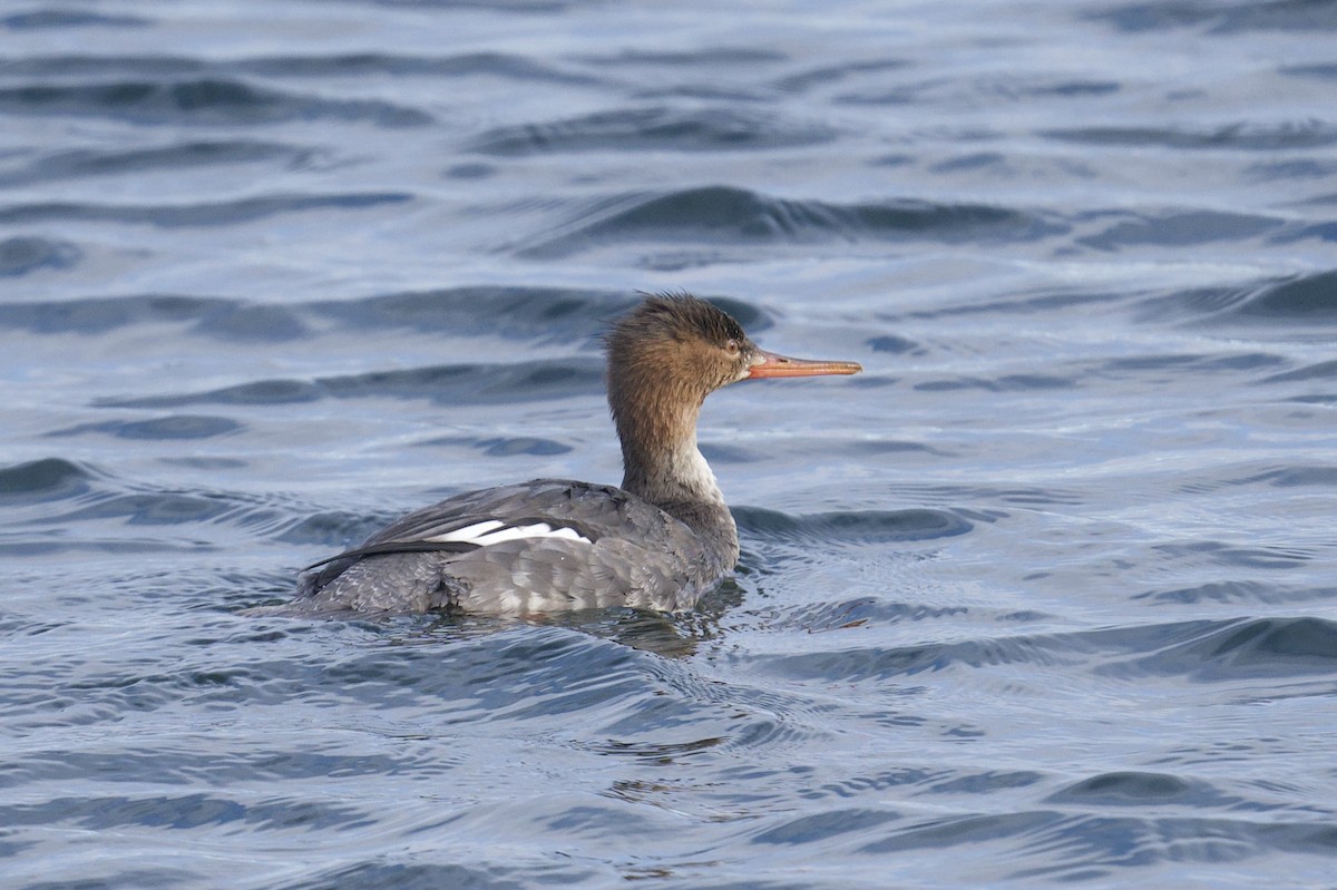 Serreta Mediana - ML647153398