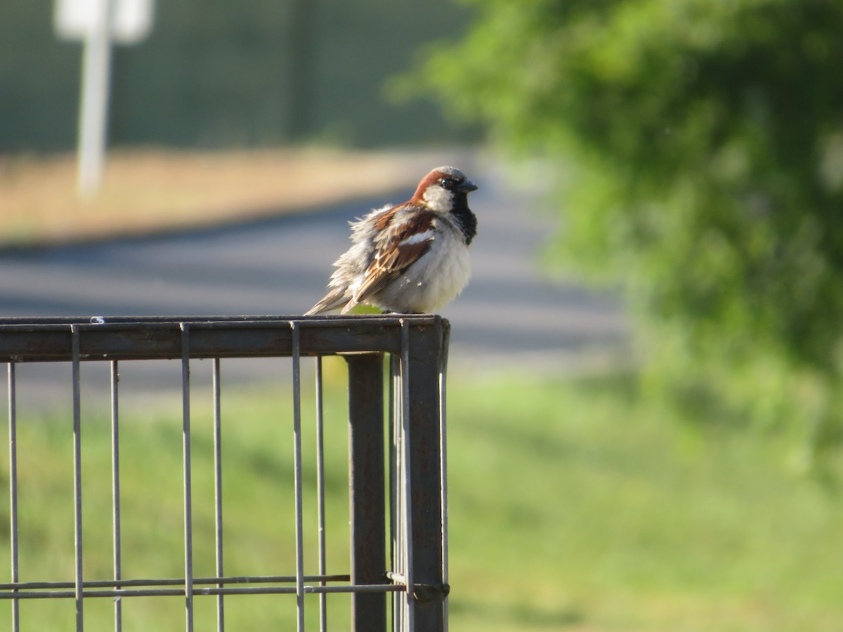 Etxe-txolarrea - ML647153406