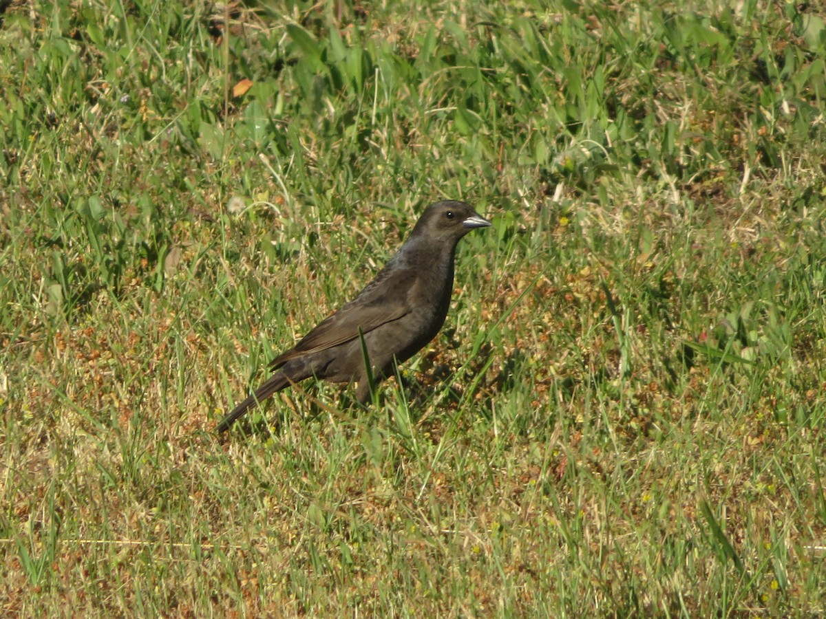 Shiny Cowbird - ML647153416