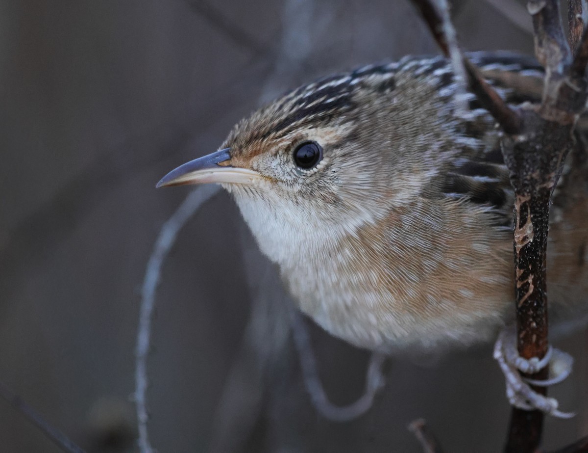 Sedge Wren - ML647153419