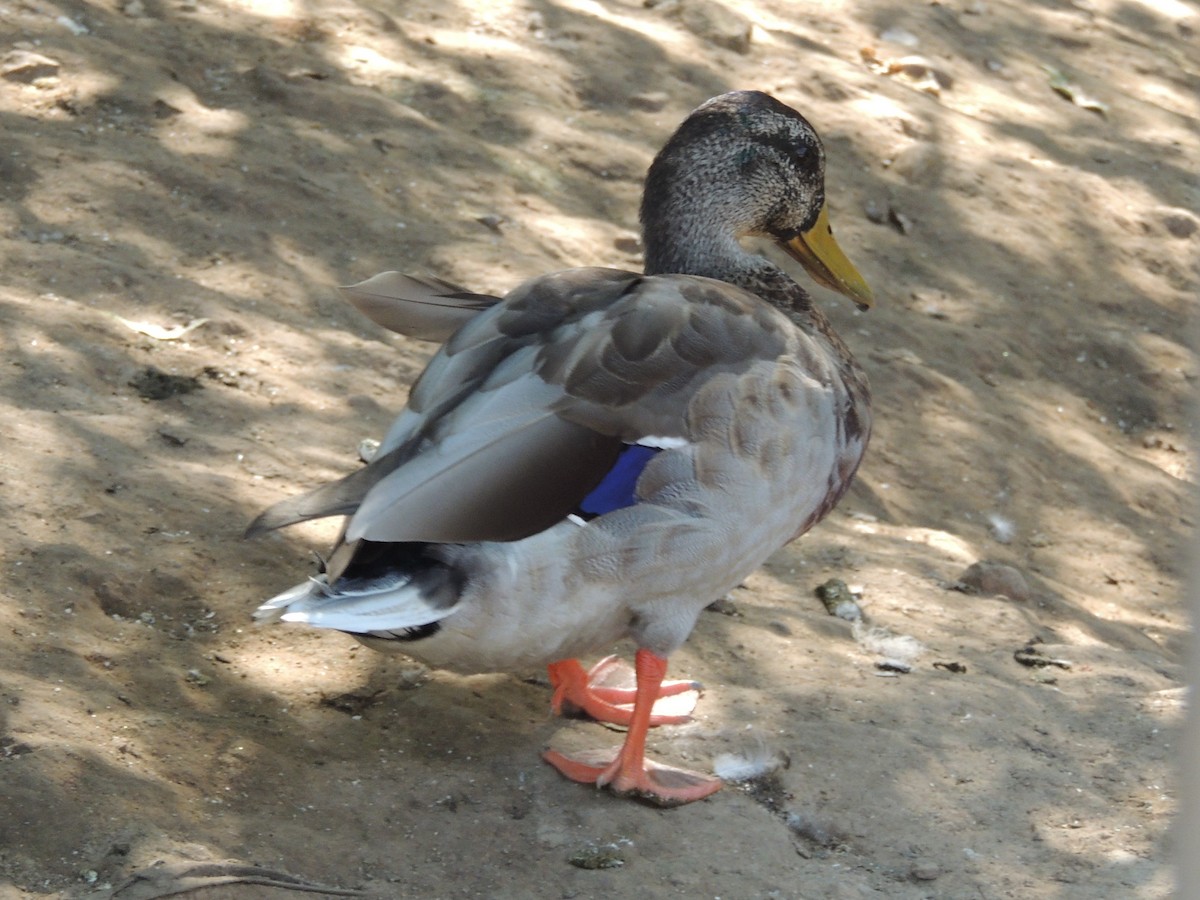 Зэрлэг нугас - ML647153424