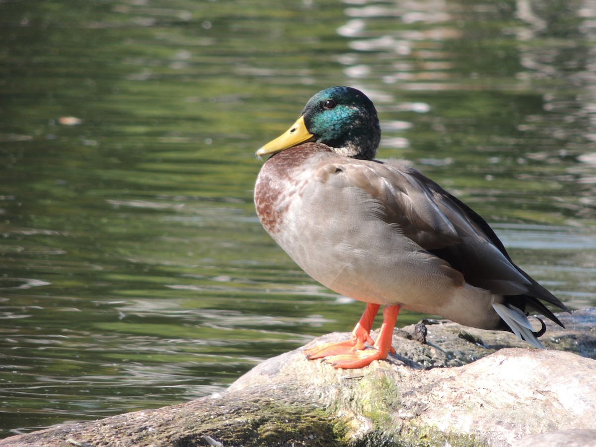 Зэрлэг нугас - ML647153425