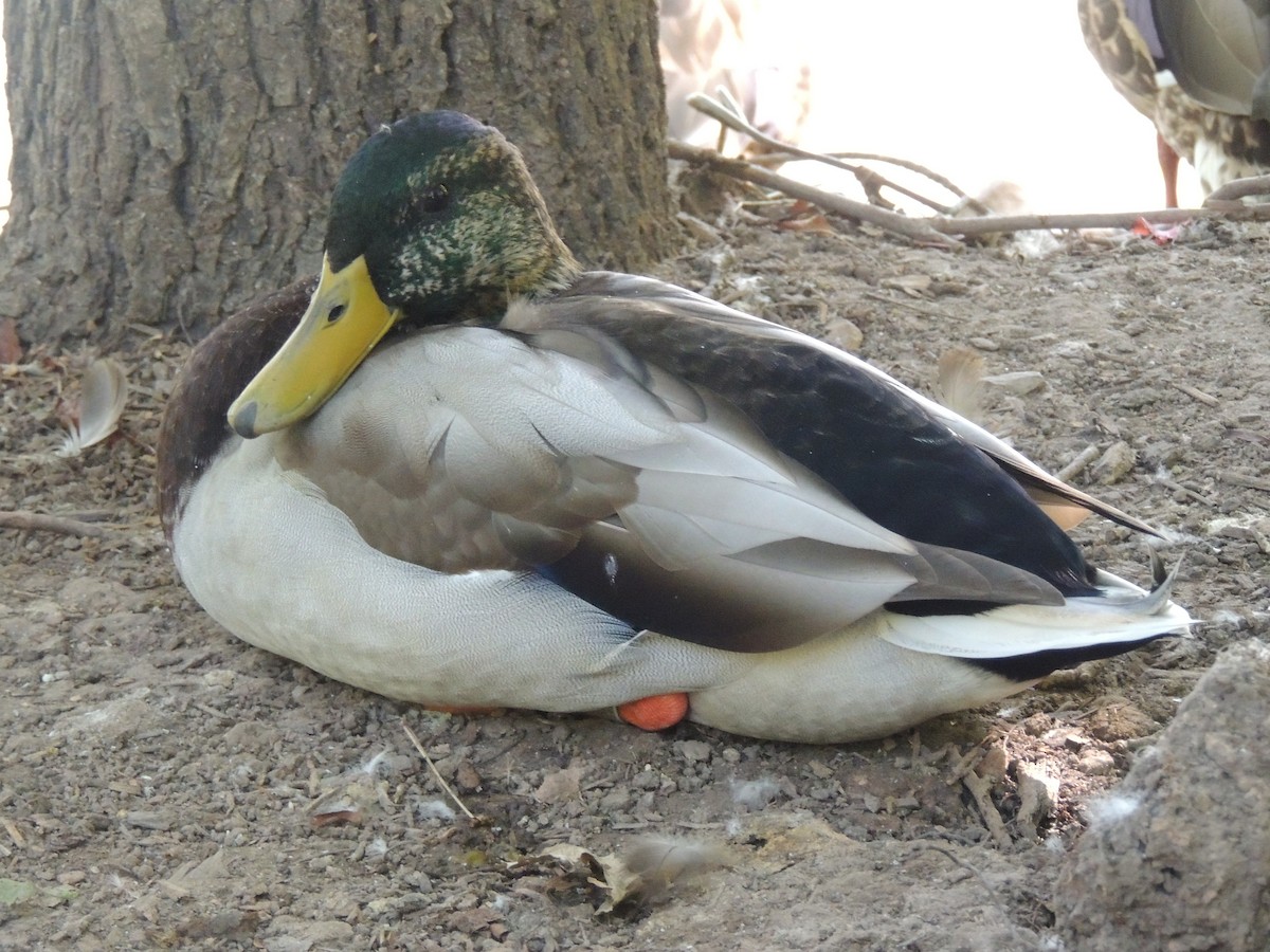 Зэрлэг нугас - ML647153426