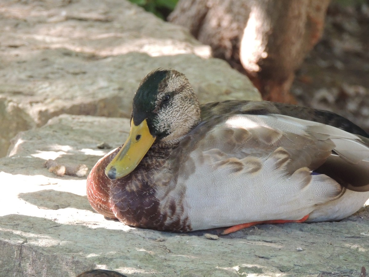 Зэрлэг нугас - ML647153427