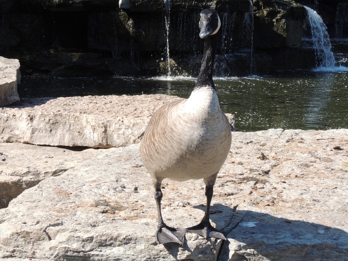 Canada Goose - ML647153435