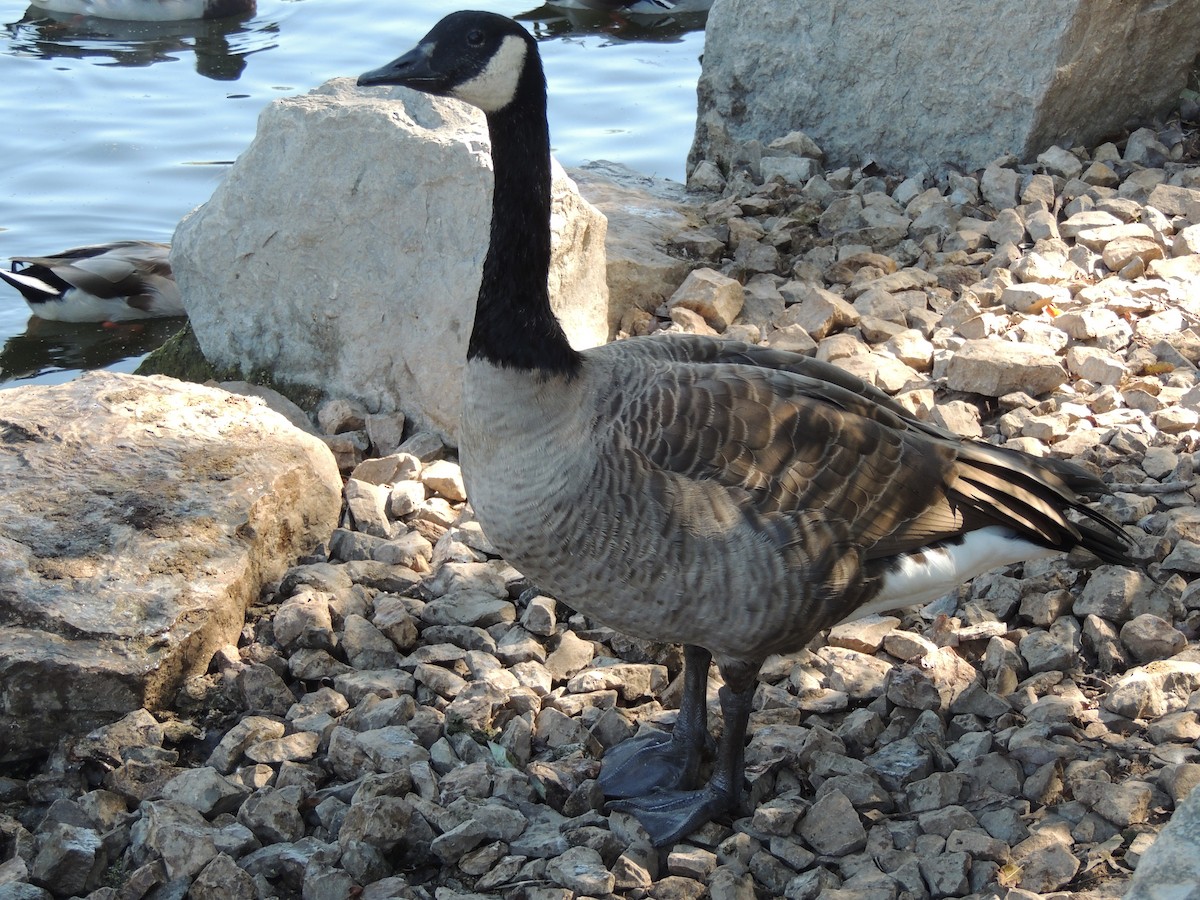 Canada Goose - ML647153436