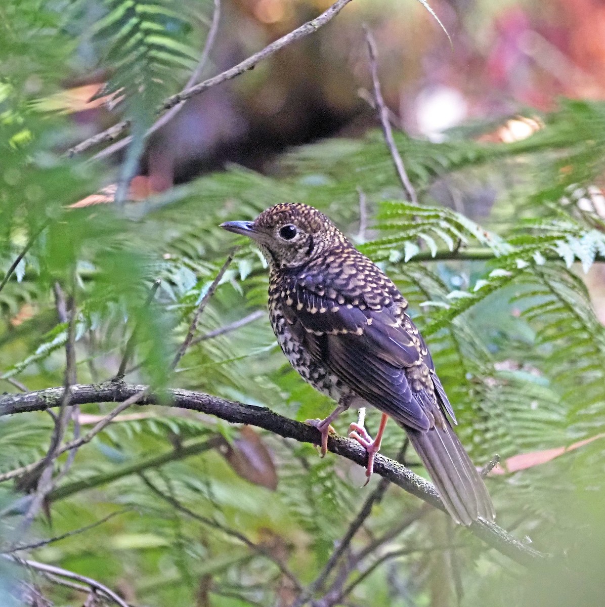 Sedefli Ardıç - ML647153445