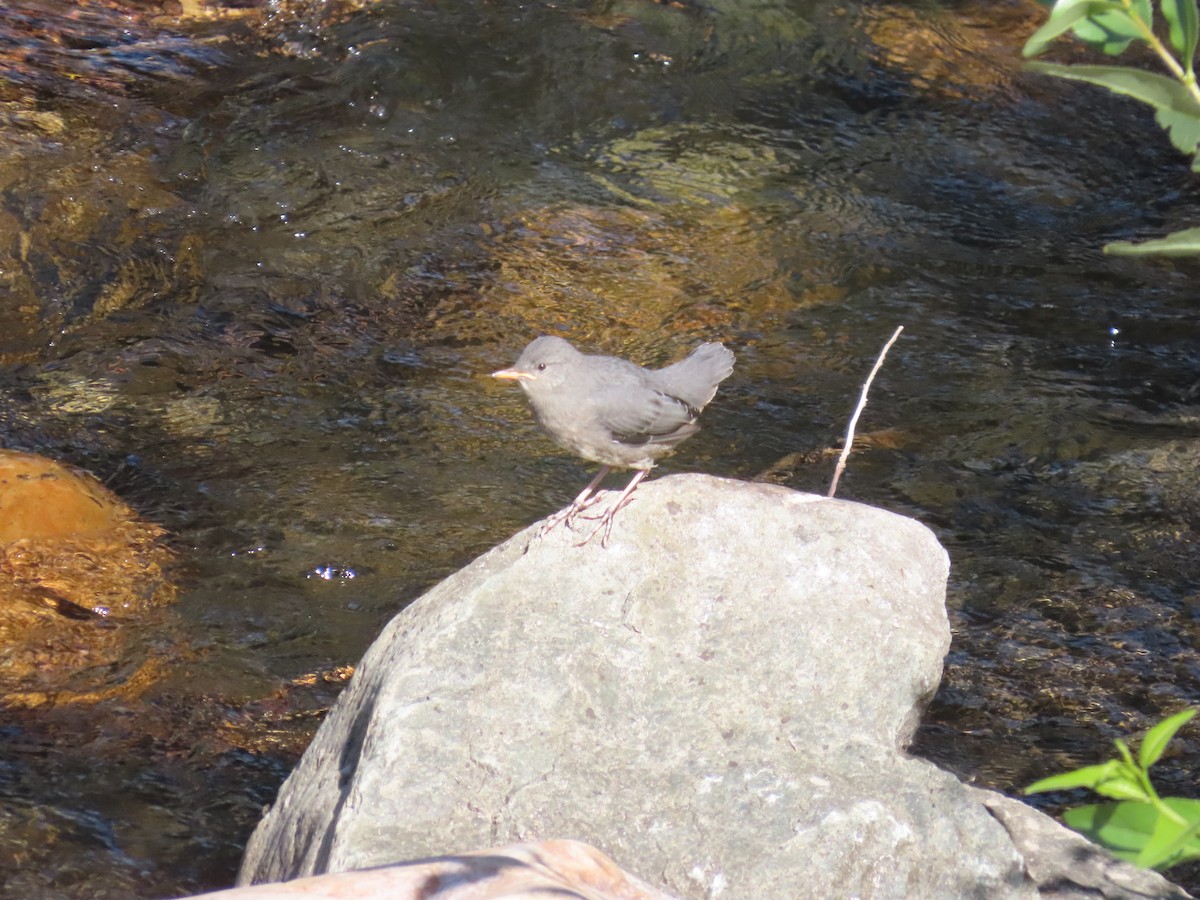 gråfossekall - ML647153447