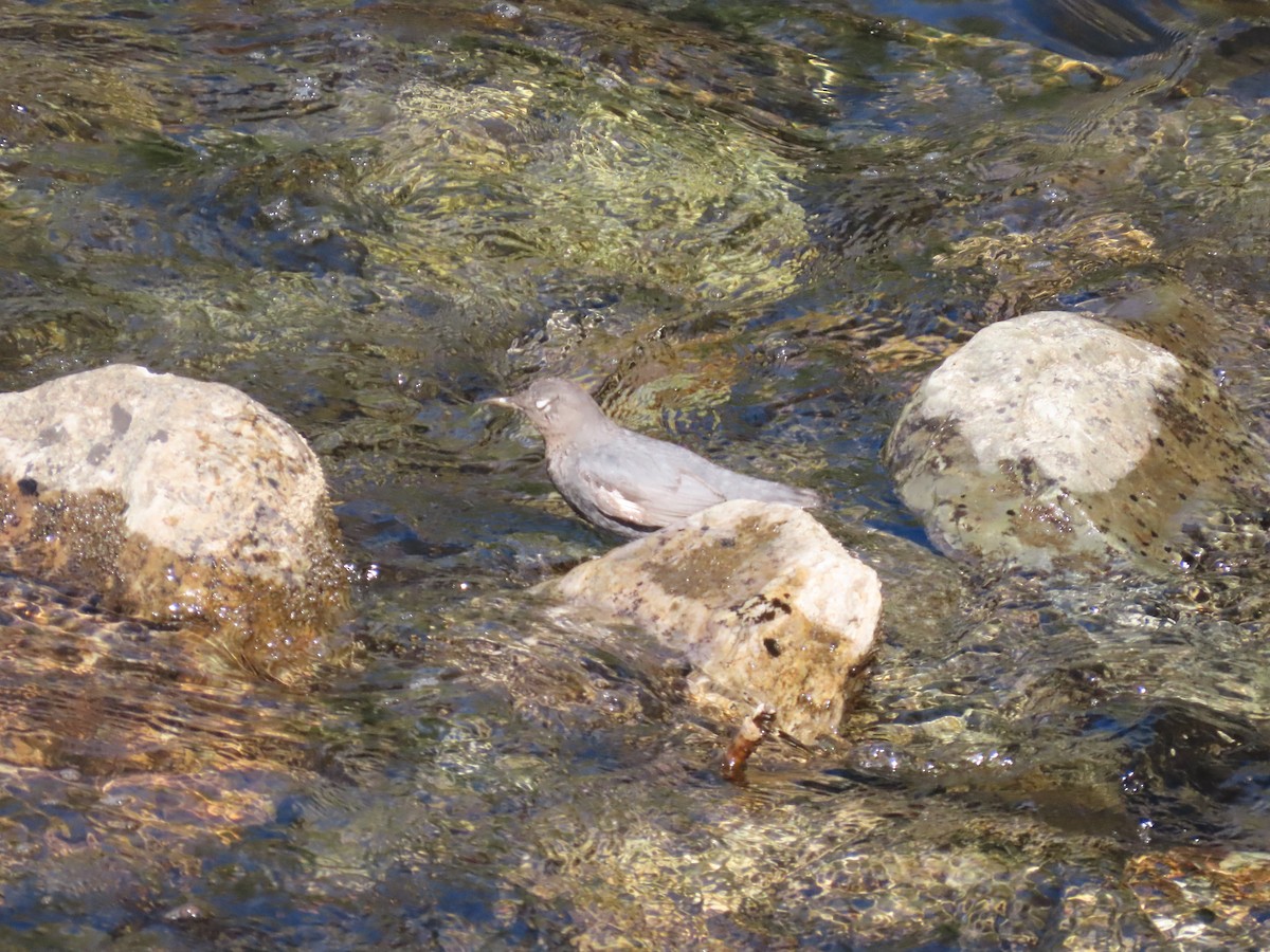 gråfossekall - ML647153448