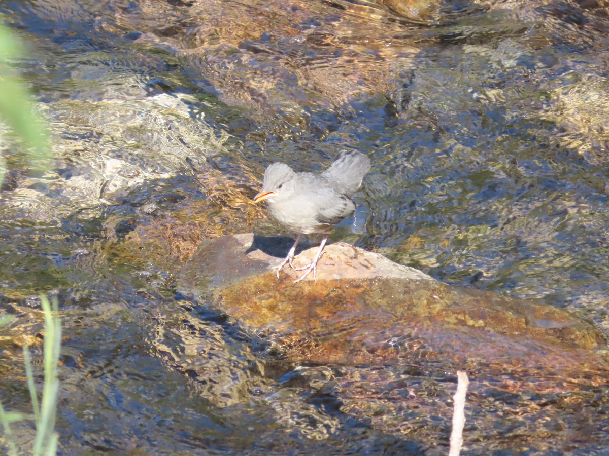 gråfossekall - ML647153450