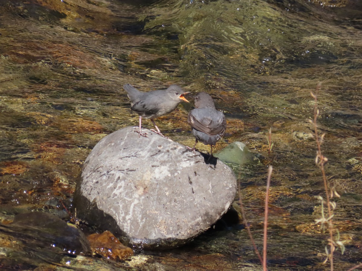 gråfossekall - ML647153452