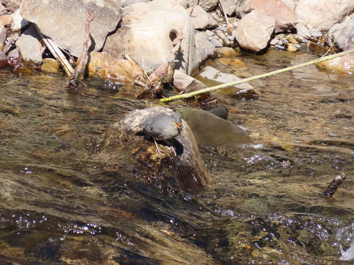 gråfossekall - ML647153453