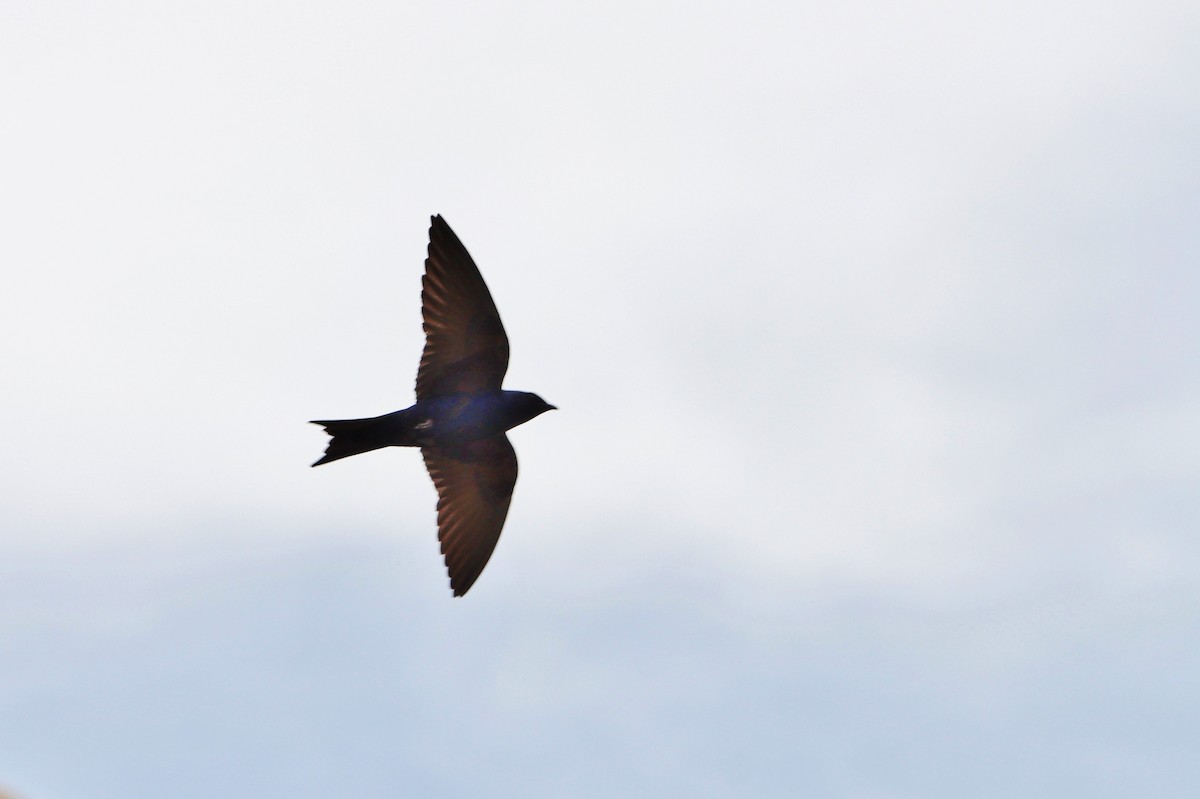 Purple Martin - ML647153454