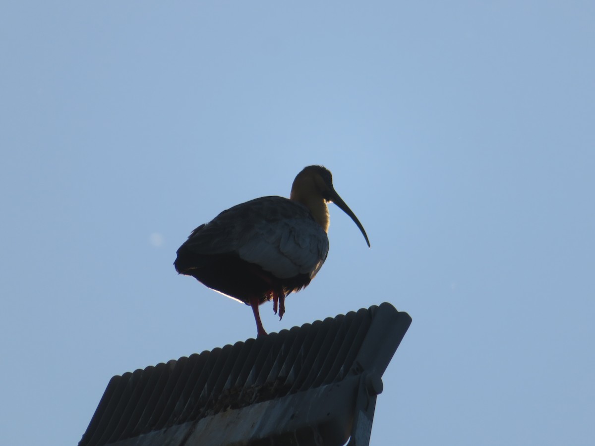 Black-faced Ibis - ML647153460