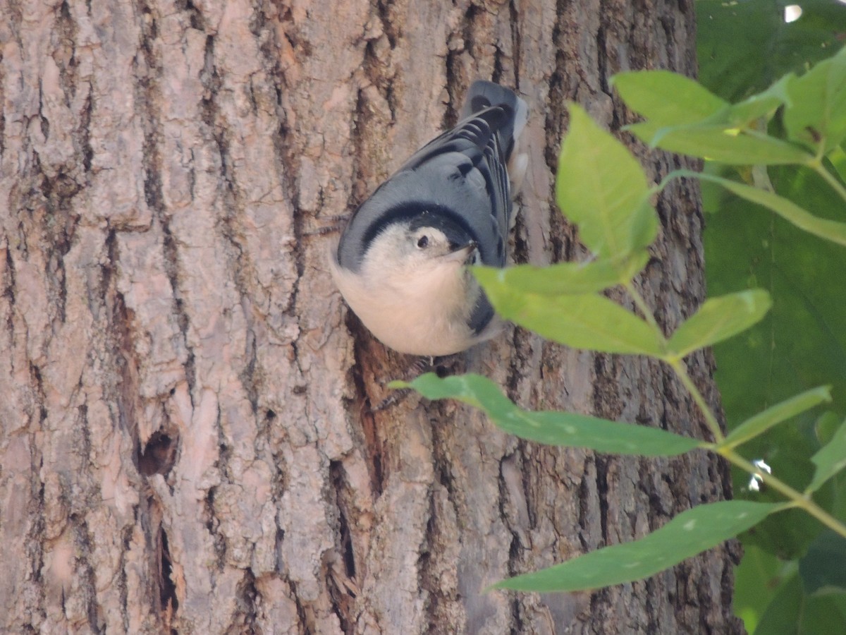 White-breasted Nuthatch - ML647153462