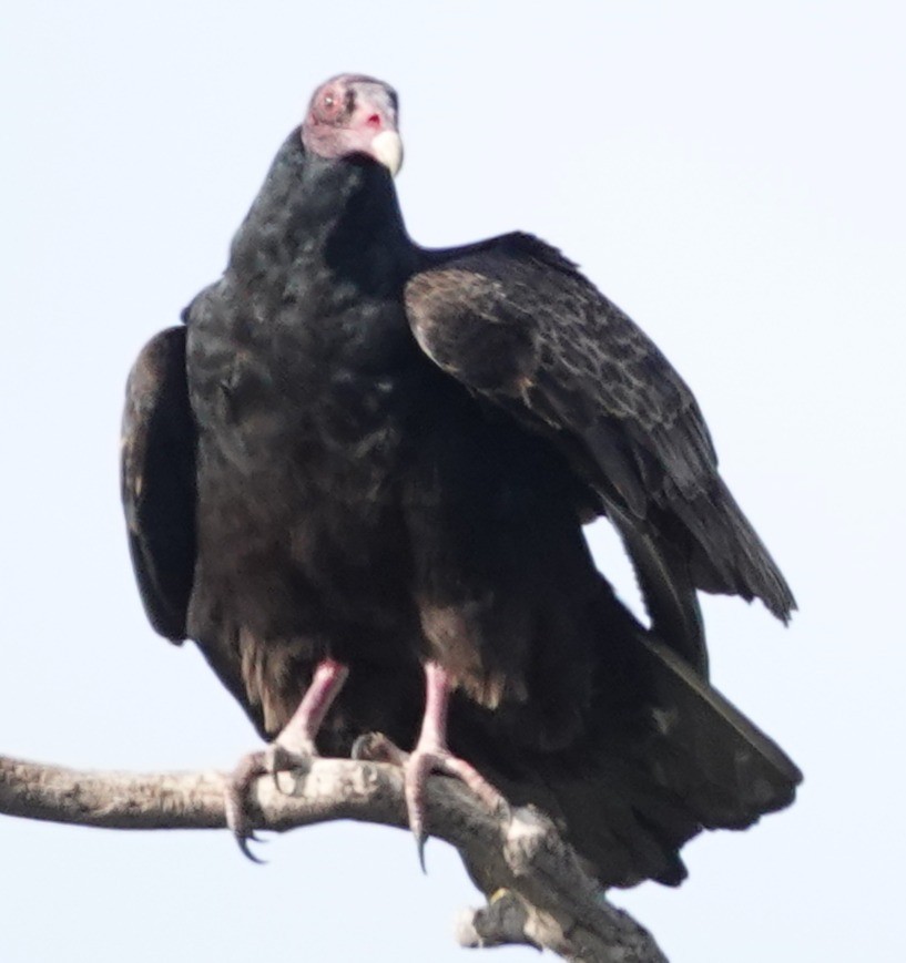 Urubu à tête rouge - ML647153463