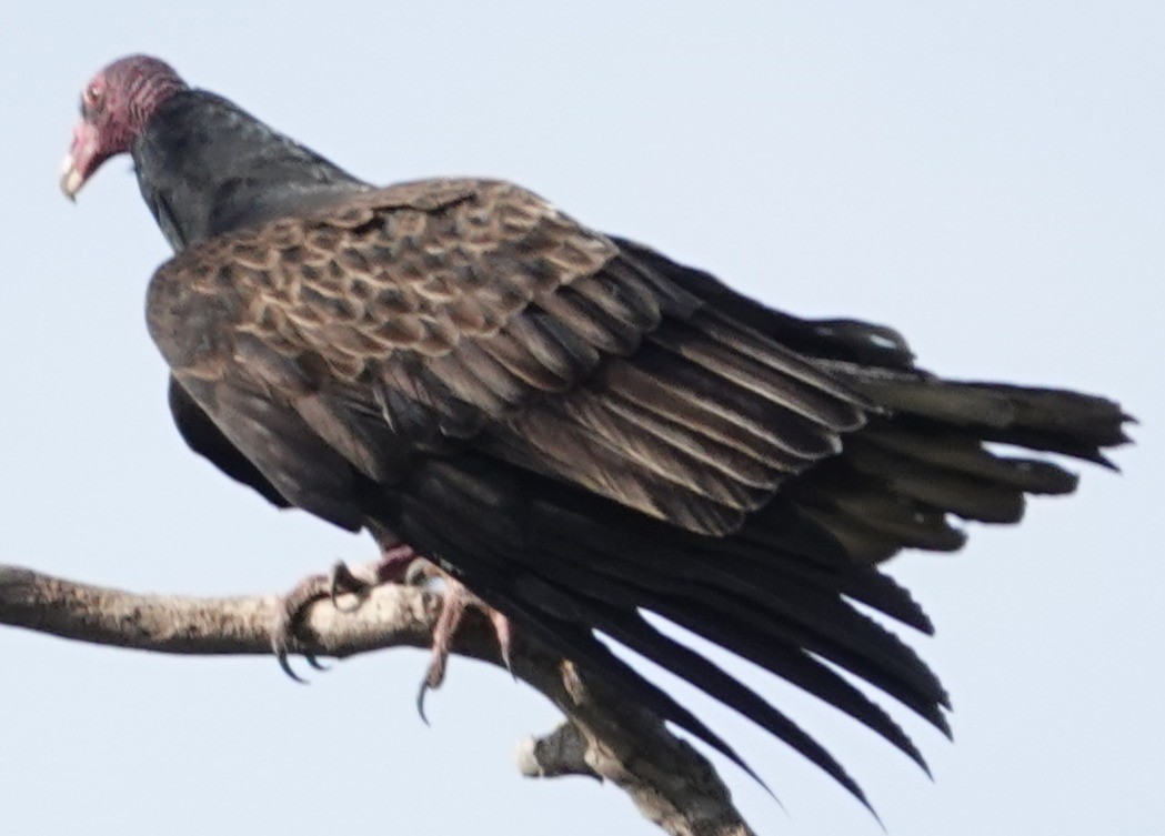 Urubu à tête rouge - ML647153464