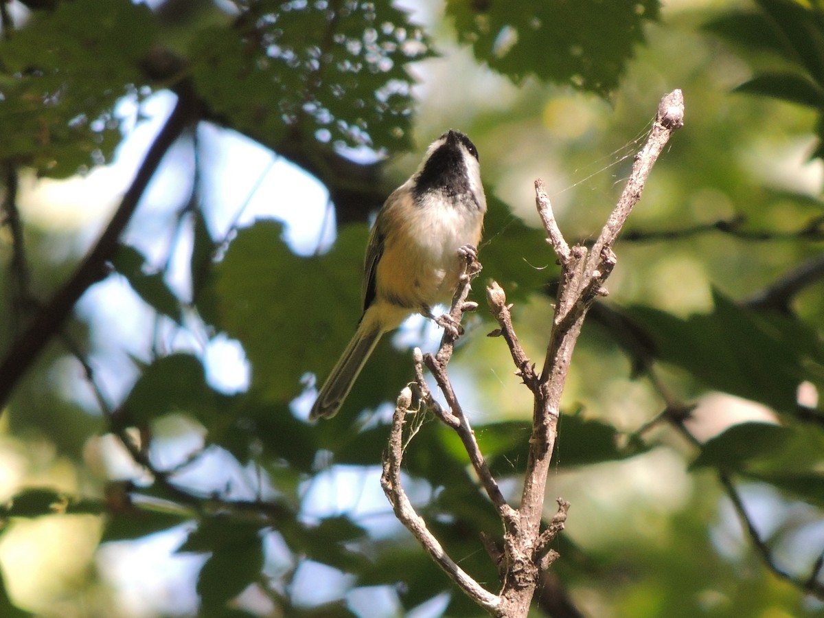 Black-capped Chickadee - ML647153466