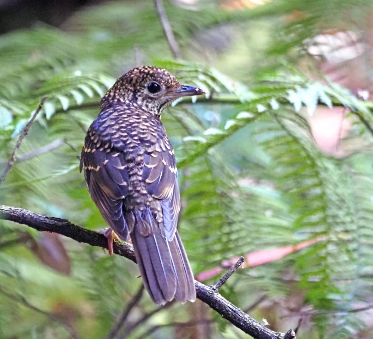 Sedefli Ardıç - ML647153467