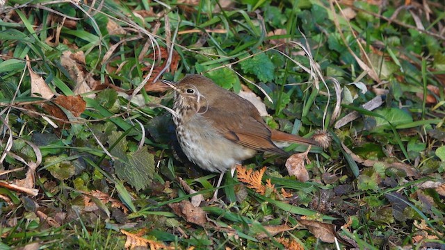 קיכלי חלוד-זנב - ML647153480
