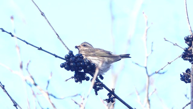 Purple Finch - ML647153483