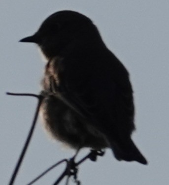 Western Bluebird - ML647153497