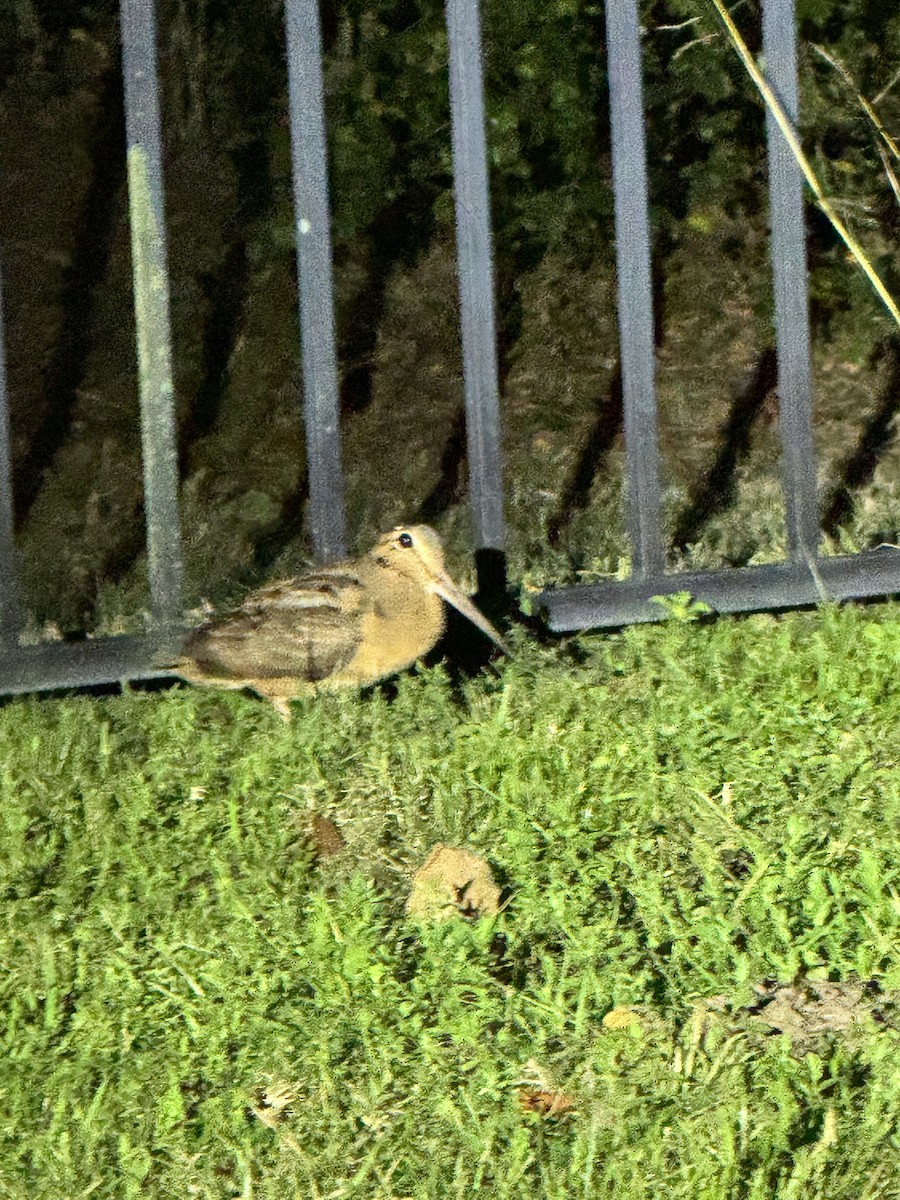 American Woodcock - ML647153502