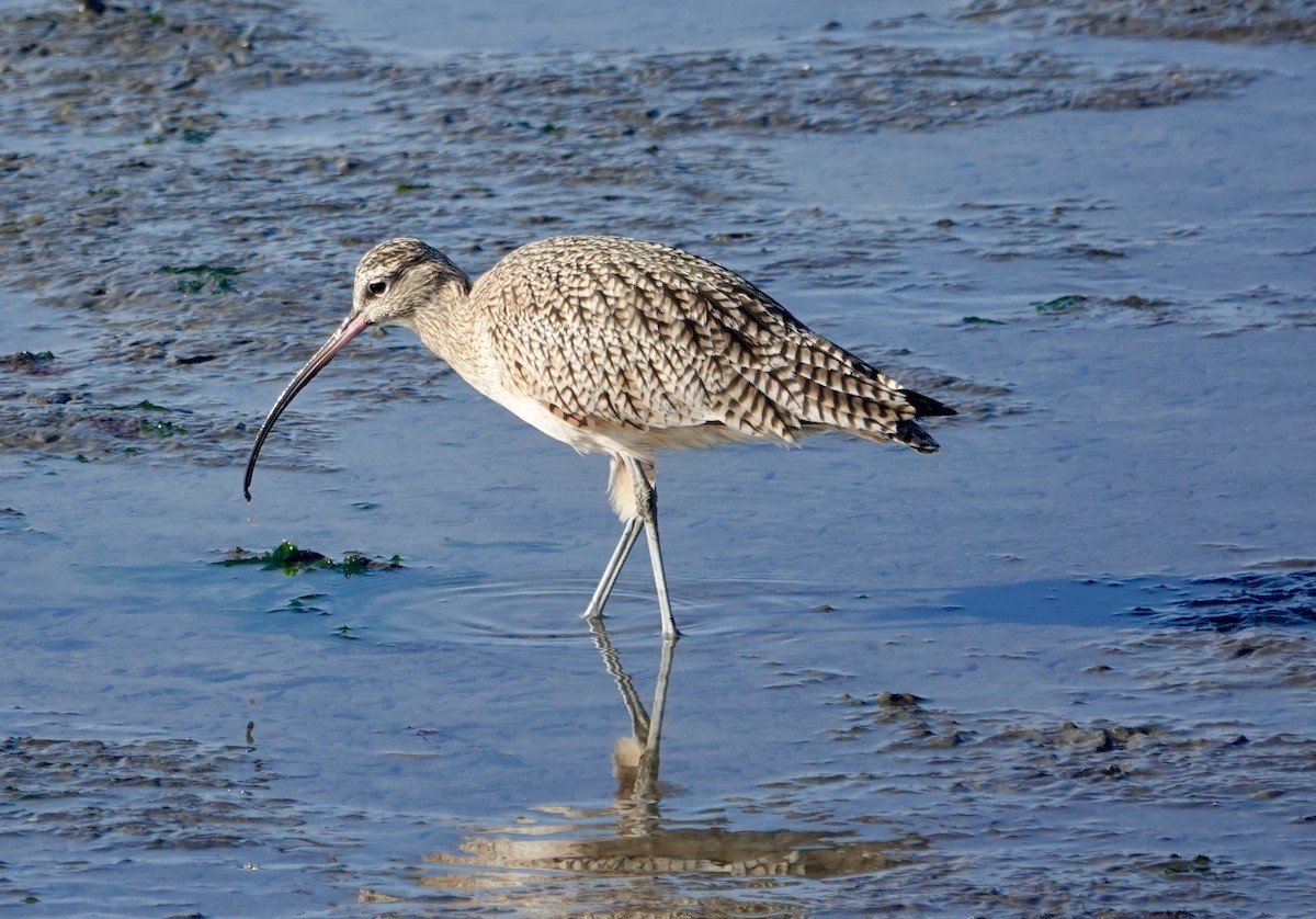 Кульон американський - ML647153527